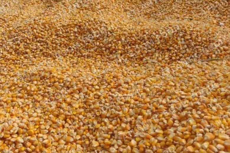 Atlantic Boom Food export photo