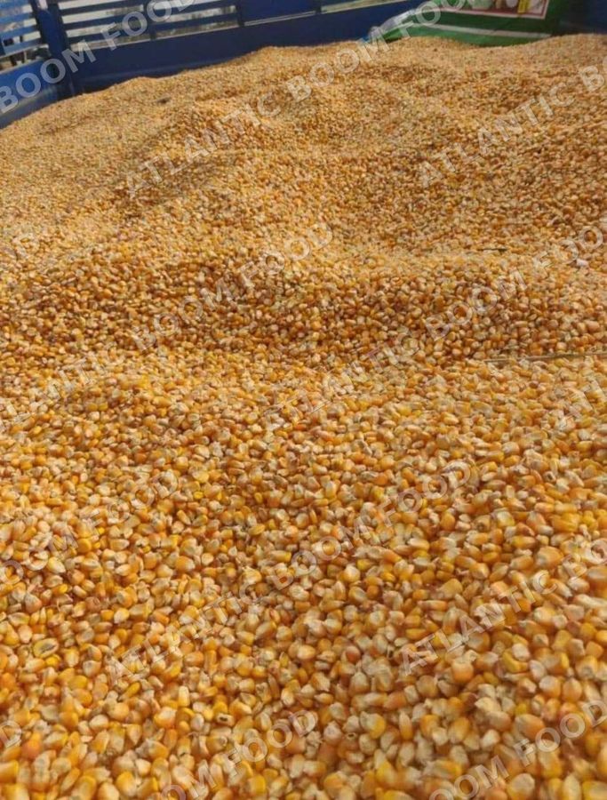 Corn oil