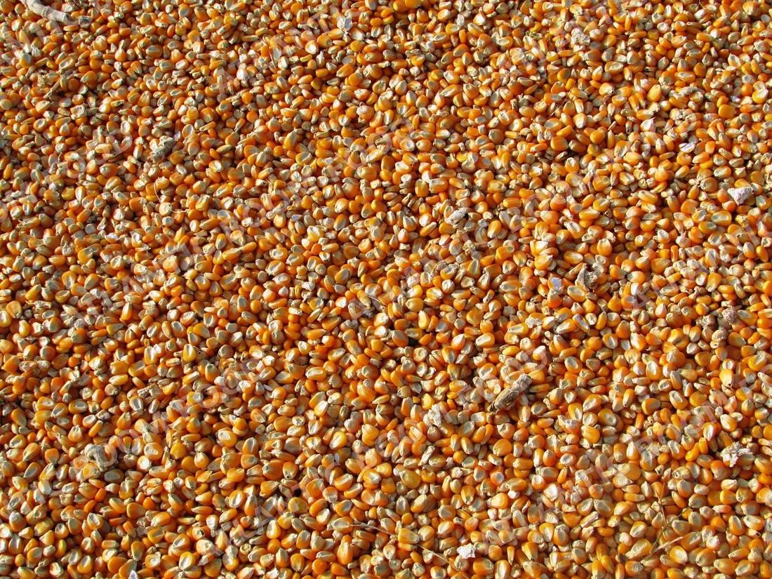 Grains - Atlantic Boom Food export