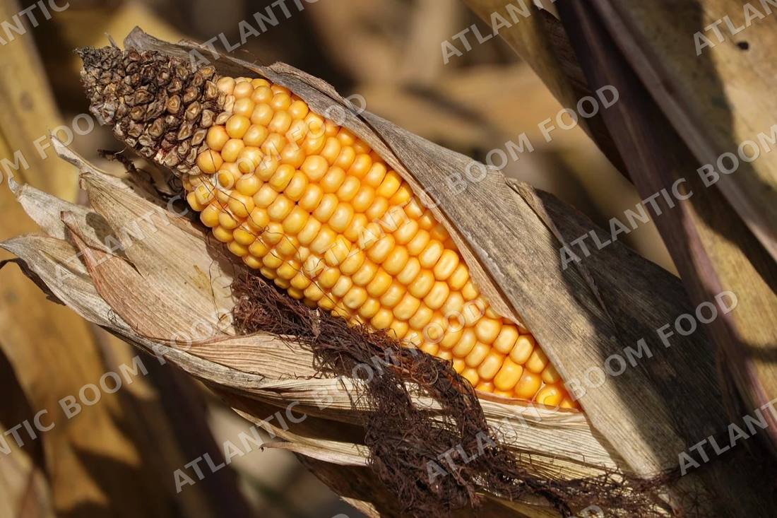 Grains - Atlantic Boom Food export
