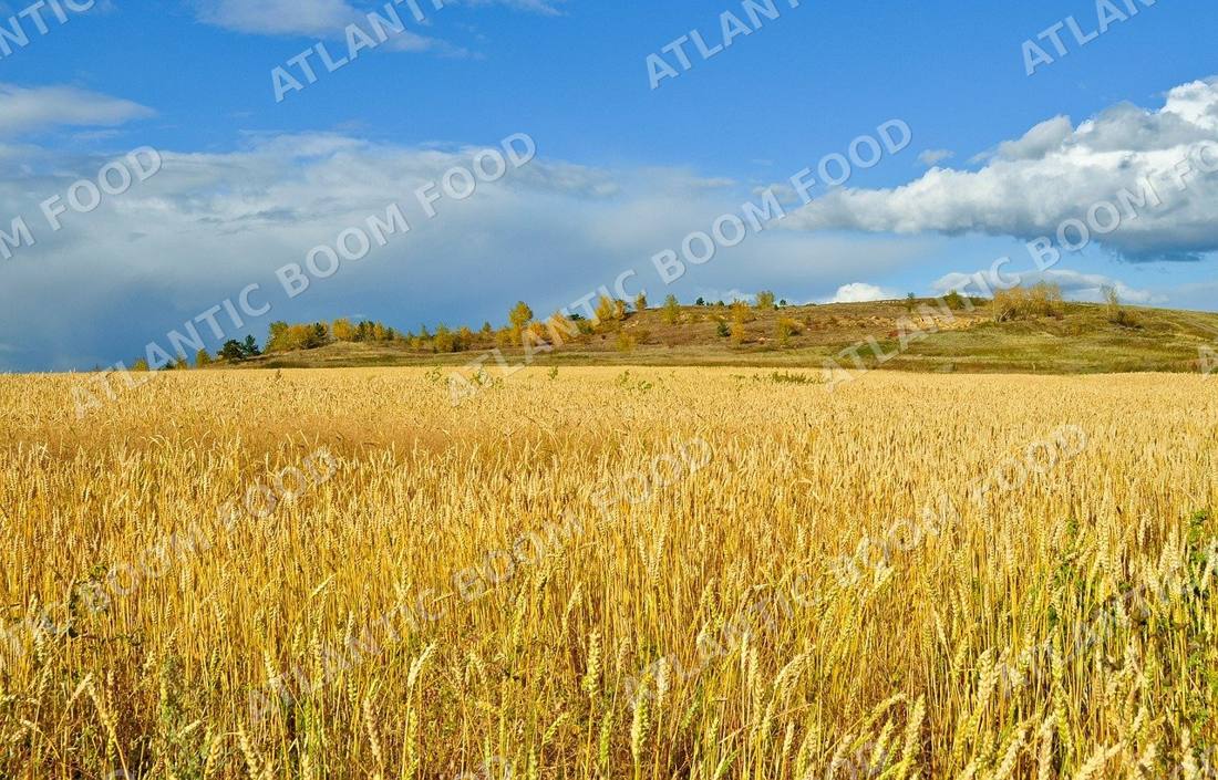 Grains - Atlantic Boom Food export