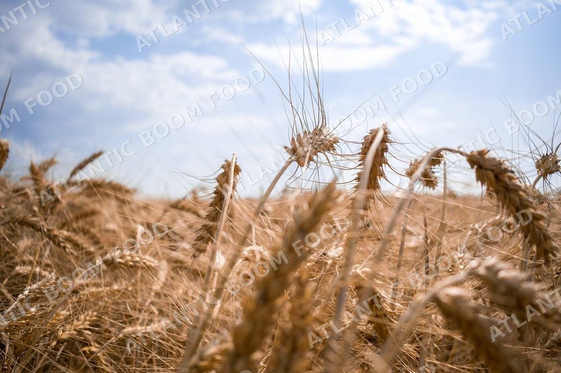 Grains - Atlantic Boom Food export