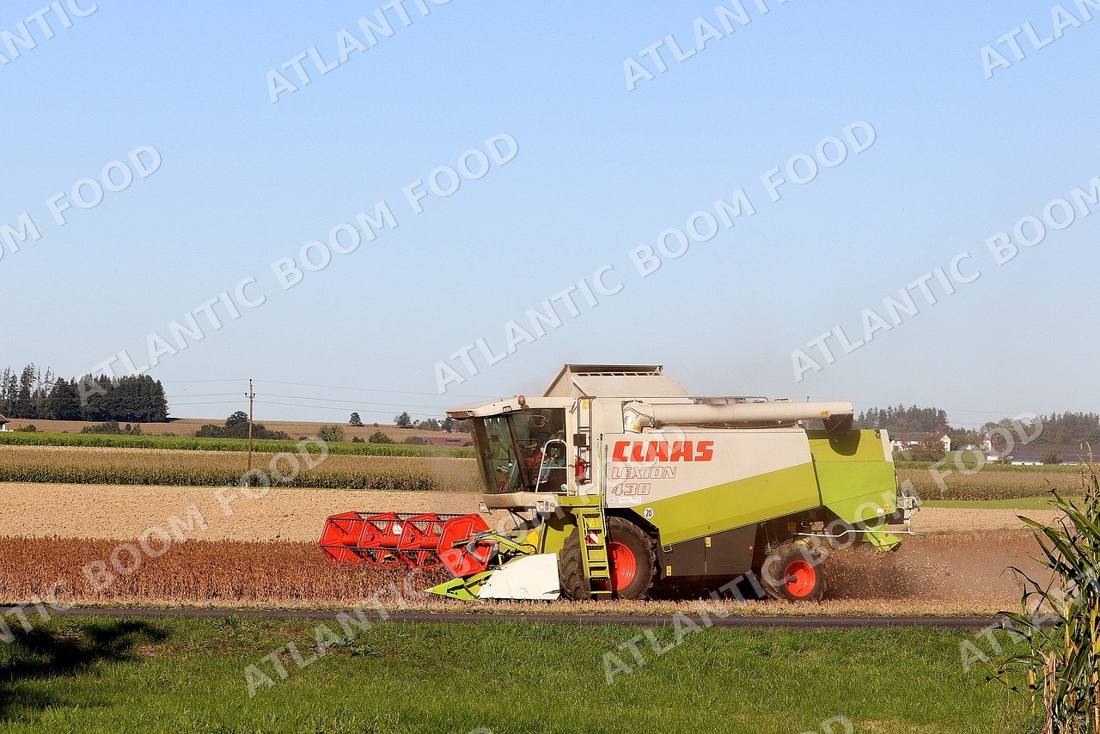 Grains - Atlantic Boom Food export