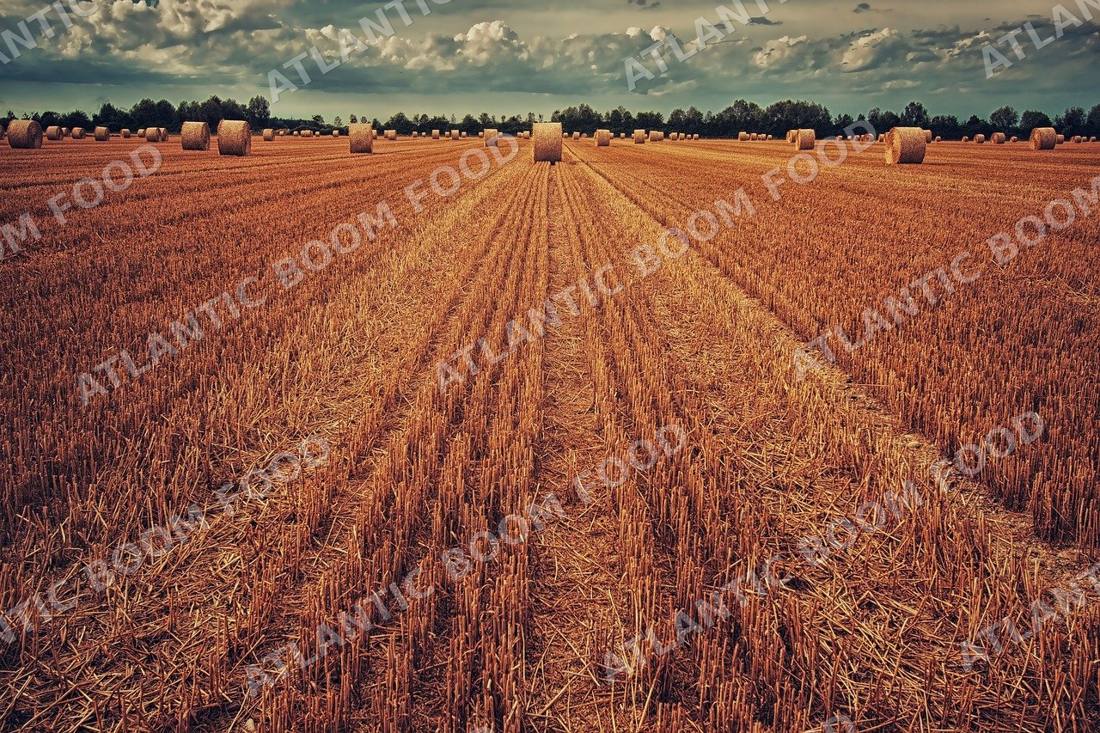 Grains - Atlantic Boom Food export
