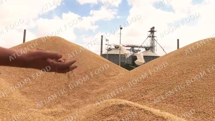 Grains - Atlantic Boom Food export