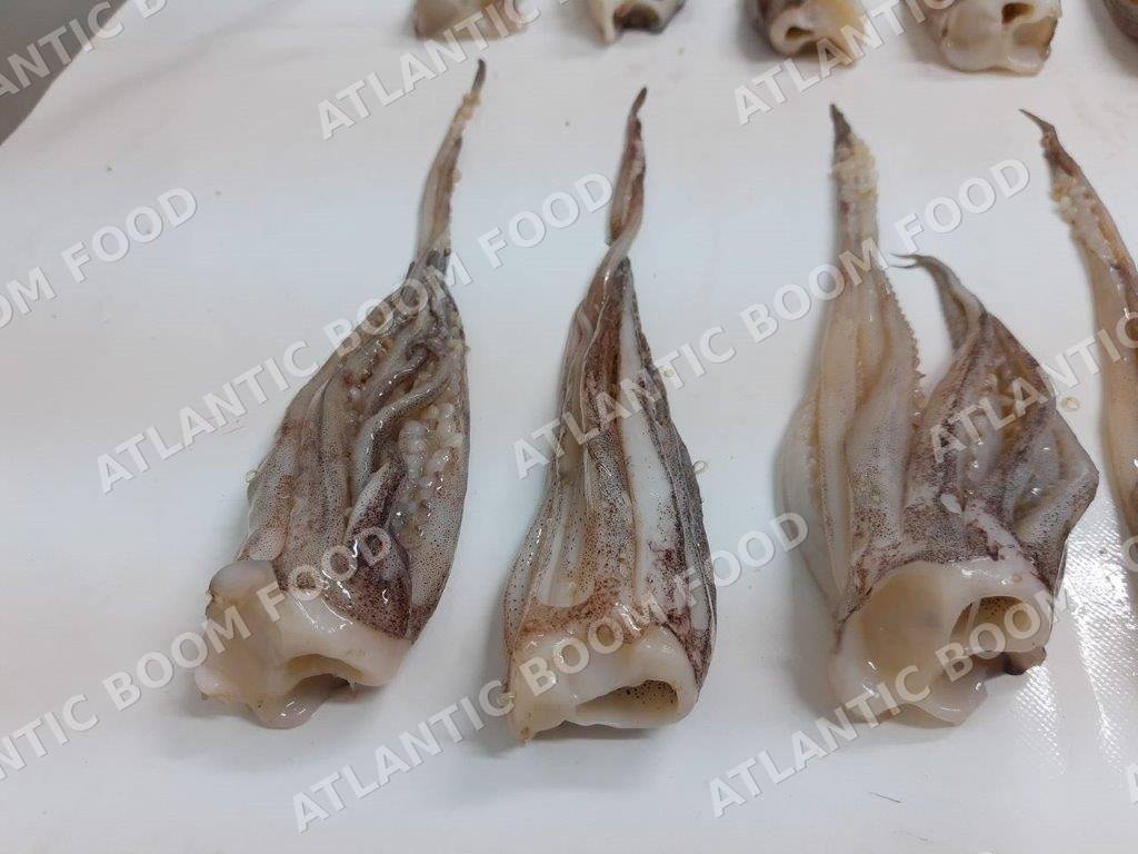 Cephalopods: squid, octopus, cuttlefish - Atlantic Boom Food export