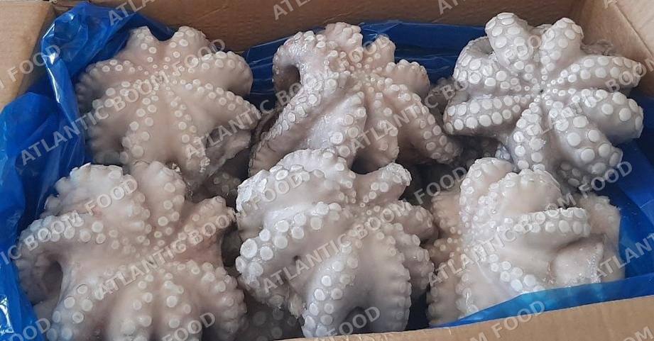 Cephalopods: squid, octopus, cuttlefish - Atlantic Boom Food export