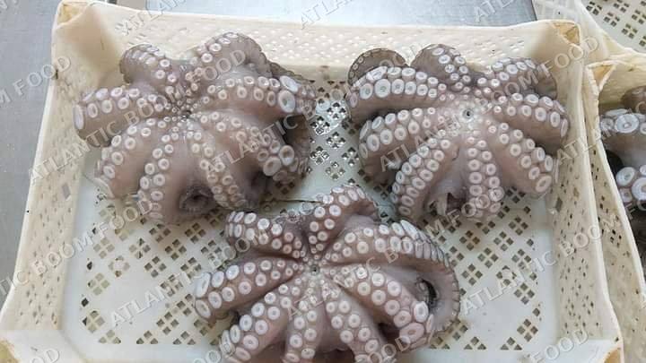 Cephalopods: squid, octopus, cuttlefish - Atlantic Boom Food export