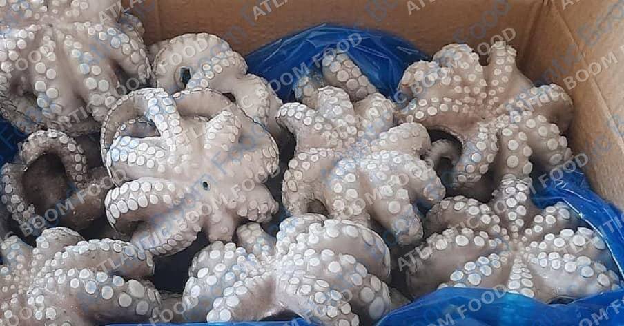 Cephalopods: squid, octopus, cuttlefish - Atlantic Boom Food export
