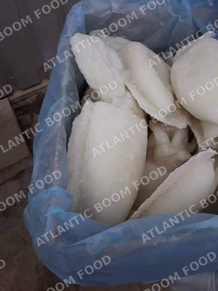 Cephalopods: squid, octopus, cuttlefish - Atlantic Boom Food export