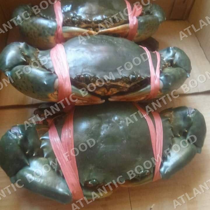 Crustaceans: shrimp, crab, lobster - Atlantic Boom Food export