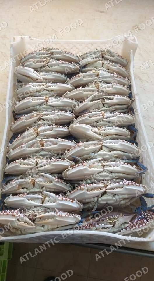 Crustaceans: shrimp, crab, lobster - Atlantic Boom Food export