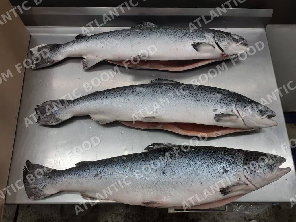 Fish fillets and salmon - Atlantic Boom Food export
