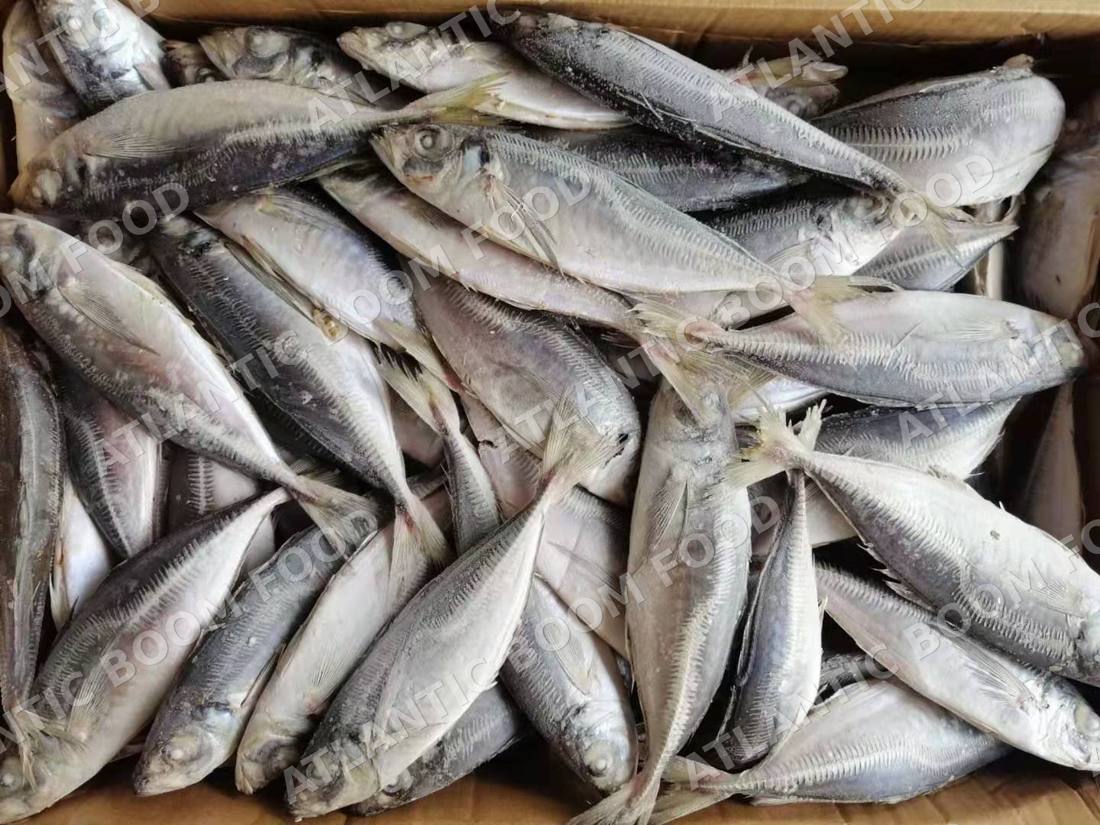 Whole frozen fish - Atlantic Boom Food export