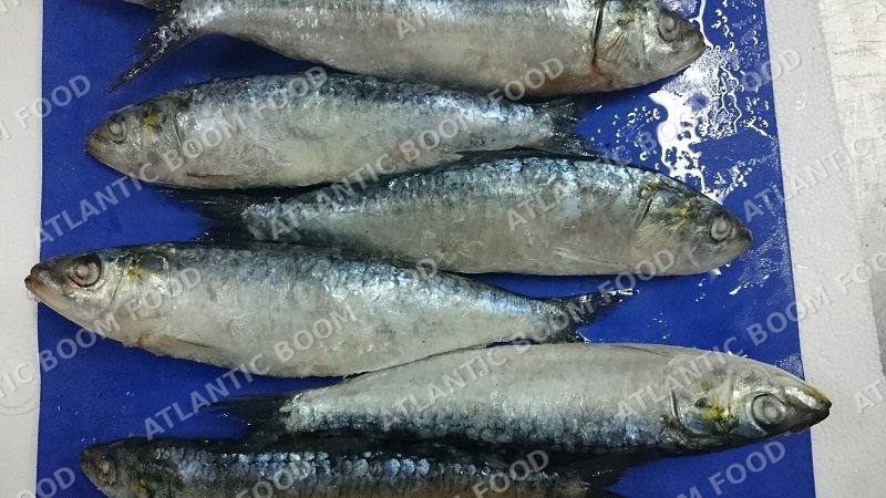 Whole frozen fish - Atlantic Boom Food export