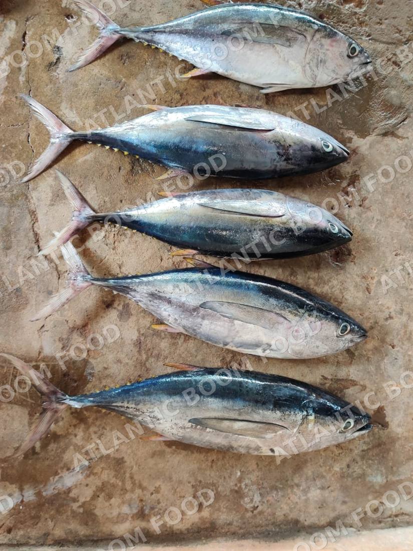 Tuna and bonito - Atlantic Boom Food export