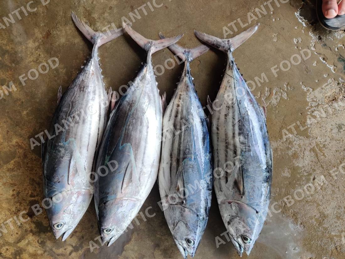 Tuna and bonito - Atlantic Boom Food export