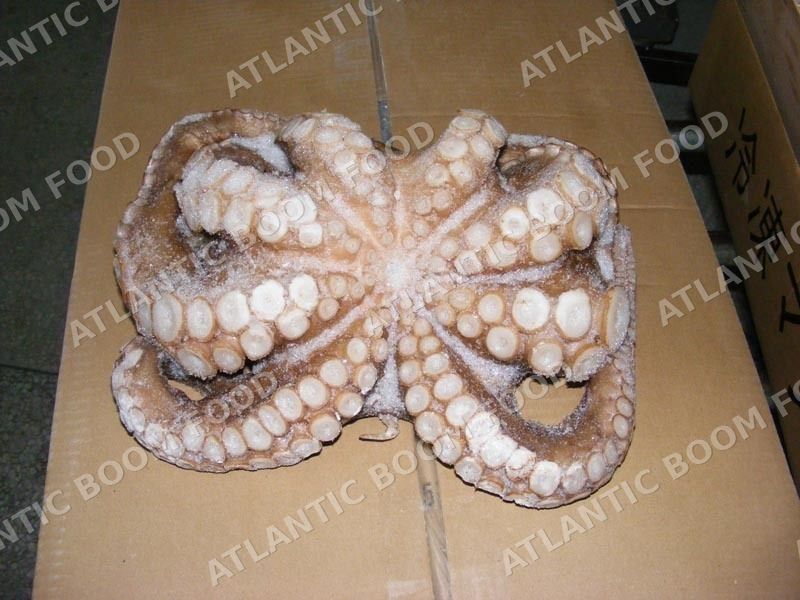Octopus, cuttlefish & squid