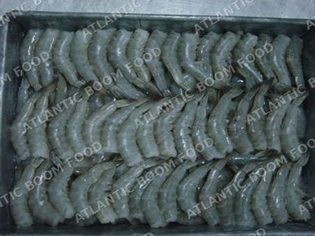 Shrimp