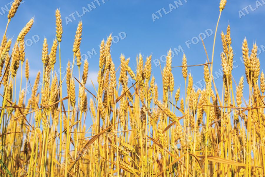 Wheat (HRW 12%, SRW)